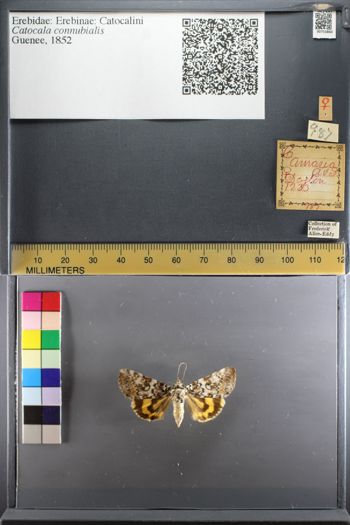 Media type: image;   Entomology 753860